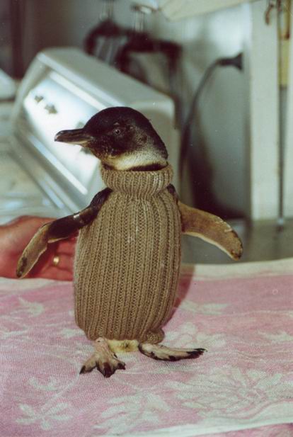 Rescued Penguin in Knitted Jumper